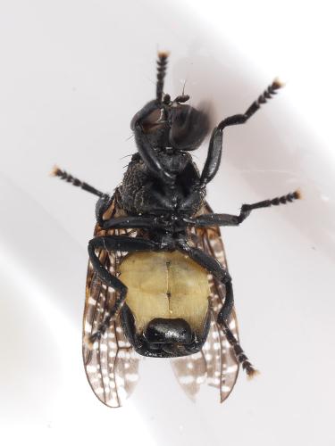 Réf. 344 839 : Platystoma seminationis